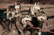 Husky dogs Husky dogs
