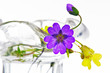 Tiny meadow flowers Tiny meadow flowers