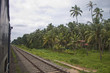 Foto: Palm trees nexi to a railwy line in South India Palm trees nexi to a railwy line in South India