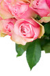 Roses Bunch Roses Bunch