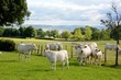 Les vaches
