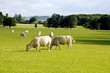 Les vaches broutent