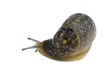 Slug turning to its right, studio isolated on white.