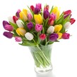 Fresh spring tulips