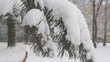 Pine trees are heavy with snow