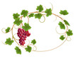 Vine