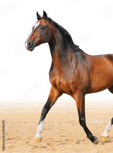 Photo: Bay Trakehner stallion trot on arena Bay Trakehner stallion trot on arena