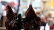 red rooster