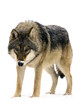 Gray wolf (Canis lupus) isolated