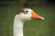 Animal Oie Animal Oie