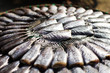Salid Fish