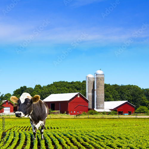 Photo: Mad Cows Milk Farm Mad Cows Milk Farm