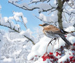BIRD SITS ON  BRANCH WITH BERRIES