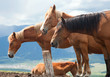 Herd of horses Herd of horses