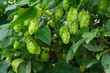 Hops growing in the garden, the Tambov region