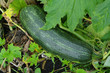 Zucchini growing in the garden, the Tambov region