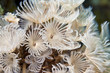 Social Feather-Duster Worms Social Feather-Duster Worms