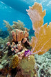 Coral Gardens, Honduras Coral Gardens, Honduras
