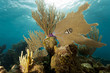 Coral Gardens, Honduras Coral Gardens, Honduras