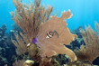 Coral Gardens, Honduras Coral Gardens, Honduras