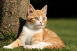 canvas print picture - Sitzende Katze