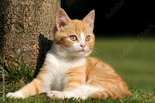 Foto: Sitzende Katze Sitzende Katze