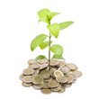 Jeune plante sortant de piece d'argent Jeune plante sortant de piece d'argent
