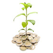 Jeune plante sortant de piece d'argent Jeune plante sortant de piece d'argent