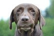 Labrador Rüde