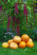 A pile of pumpkins and amaranth plant A pile of pumpkins and amaranth plant