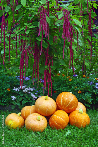 Photo: A pile of pumpkins and amaranth plant A pile of pumpkins and amaranth plant