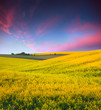 Summer Landscape with a field of yellow flowers. Sunset