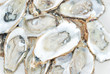 Oyster Oyster