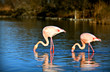 deux flamants roses