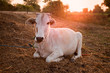 Indian white cow in farmland Indian white cow in farmland