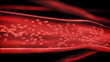 Blood arteries and veins section / cut