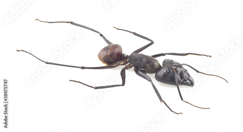 Foto: Giant forest ant, Camponotus gigas isolated on white background Giant forest ant, Camponotus gigas isolated on white background
