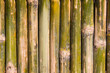 Bamboo texture