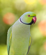 Ringnecked Parakeet