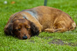 sleeping sausage dog