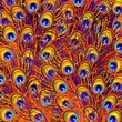 Piume Pavone Sfondo-Peacock Feathers Background-Vector