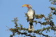Yellow-billed hornbill