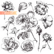 Rose set.