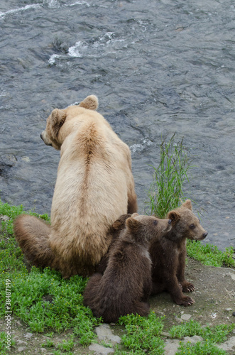 Photo: Grizzly bear cubs Grizzly bear cubs