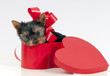Puppy for present