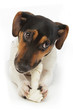 chien Jack Russel terrier rongeant un os