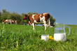 Jug of milk against herd of cows. Emmental region, Switzerland
