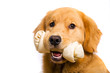 Photo: Dog with a bone Dog with a bone