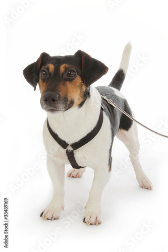 Photo: chien Jack Russel terrier avec harnais et laisse chien Jack Russel terrier avec harnais et laisse