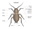 Cockroach in color with easily removable labels